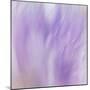 Lavendar Fusion-Jacob Berghoef-Mounted Photographic Print