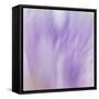 Lavendar Fusion-Jacob Berghoef-Framed Stretched Canvas