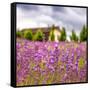 Lavendar Garden-Janet Slater-Framed Stretched Canvas