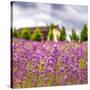 Lavendar Garden-Janet Slater-Stretched Canvas