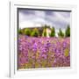 Lavendar Garden-Janet Slater-Framed Photographic Print