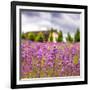 Lavendar Garden-Janet Slater-Framed Photographic Print