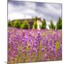 Lavendar Garden-Janet Slater-Mounted Photographic Print