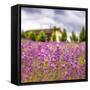 Lavendar Garden-Janet Slater-Framed Stretched Canvas