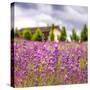 Lavendar Garden-Janet Slater-Stretched Canvas