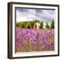 Lavendar Garden-Janet Slater-Framed Photographic Print