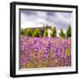 Lavendar Garden-Janet Slater-Framed Photographic Print