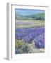 LAVENDAR-ALLAYN STEVENS-Framed Art Print