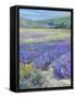 LAVENDAR-ALLAYN STEVENS-Framed Stretched Canvas