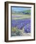 LAVENDAR-ALLAYN STEVENS-Framed Art Print