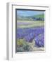 LAVENDAR-ALLAYN STEVENS-Framed Art Print