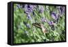 Lavender and Butterfly I-Dana Styber-Framed Stretched Canvas