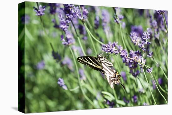 Lavender and Butterfly I-Dana Styber-Stretched Canvas