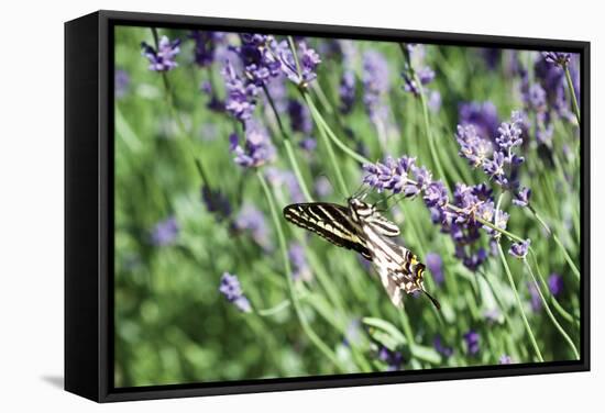 Lavender and Butterfly I-Dana Styber-Framed Stretched Canvas