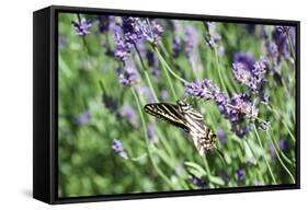 Lavender and Butterfly I-Dana Styber-Framed Stretched Canvas