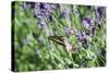 Lavender and Butterfly I-Dana Styber-Stretched Canvas