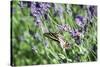 Lavender and Butterfly I-Dana Styber-Stretched Canvas