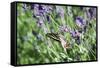 Lavender and Butterfly I-Dana Styber-Framed Stretched Canvas