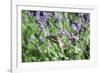 Lavender and Butterfly I-Dana Styber-Framed Photographic Print