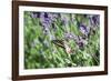 Lavender and Butterfly I-Dana Styber-Framed Photographic Print