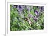 Lavender and Butterfly I-Dana Styber-Framed Photographic Print