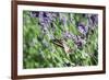 Lavender and Butterfly I-Dana Styber-Framed Photographic Print