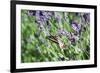 Lavender and Butterfly I-Dana Styber-Framed Photographic Print