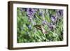 Lavender and Butterfly I-Dana Styber-Framed Photographic Print