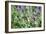 Lavender and Butterfly I-Dana Styber-Framed Photographic Print