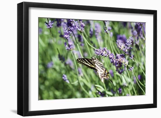 Lavender and Butterfly I-Dana Styber-Framed Photographic Print
