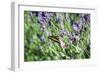 Lavender and Butterfly I-Dana Styber-Framed Photographic Print