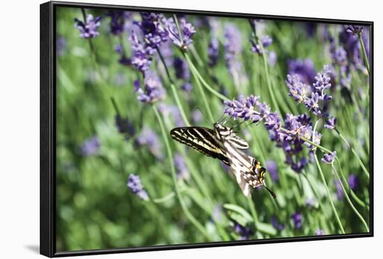 Lavender and Butterfly I-Dana Styber-Framed Photographic Print