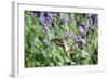 Lavender and Butterfly I-Dana Styber-Framed Photographic Print