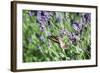 Lavender and Butterfly I-Dana Styber-Framed Photographic Print