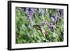 Lavender and Butterfly I-Dana Styber-Framed Photographic Print