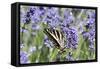 Lavender and Butterfly II-Dana Styber-Framed Stretched Canvas