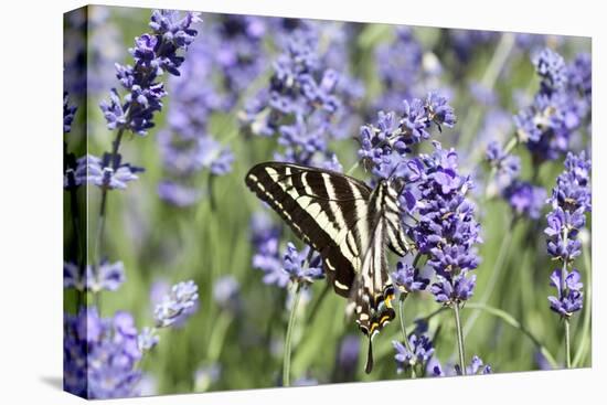 Lavender and Butterfly II-Dana Styber-Stretched Canvas