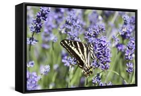 Lavender and Butterfly II-Dana Styber-Framed Stretched Canvas