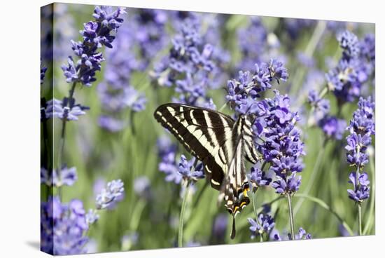 Lavender and Butterfly II-Dana Styber-Stretched Canvas