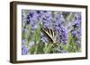 Lavender and Butterfly II-Dana Styber-Framed Photographic Print