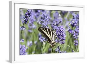 Lavender and Butterfly II-Dana Styber-Framed Photographic Print