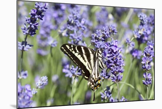 Lavender and Butterfly II-Dana Styber-Mounted Photographic Print
