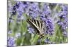 Lavender and Butterfly II-Dana Styber-Mounted Photographic Print