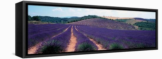 Lavender and Corn Fields in Summer, Provence-Alpes-Cote D'Azur, France-null-Framed Stretched Canvas