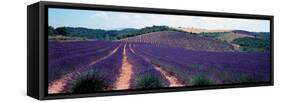 Lavender and Corn Fields in Summer, Provence-Alpes-Cote D'Azur, France-null-Framed Stretched Canvas