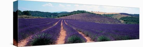 Lavender and Corn Fields in Summer, Provence-Alpes-Cote D'Azur, France-null-Stretched Canvas