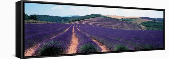 Lavender and Corn Fields in Summer, Provence-Alpes-Cote D'Azur, France-null-Framed Stretched Canvas