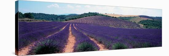 Lavender and Corn Fields in Summer, Provence-Alpes-Cote D'Azur, France-null-Stretched Canvas