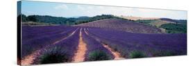 Lavender and Corn Fields in Summer, Provence-Alpes-Cote D'Azur, France-null-Stretched Canvas