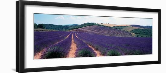 Lavender and Corn Fields in Summer, Provence-Alpes-Cote D'Azur, France-null-Framed Photographic Print